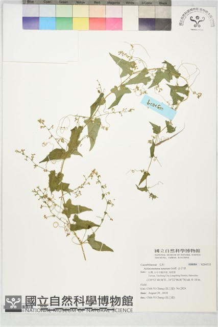 合子草藏品圖，第1張