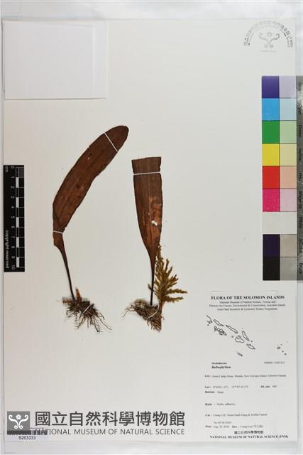 登錄號:S203333藏品圖，第1張