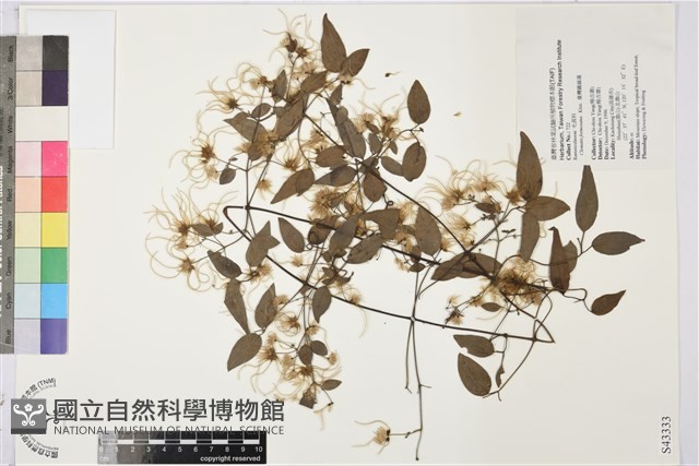 臺灣鐵線蓮藏品圖，第2張