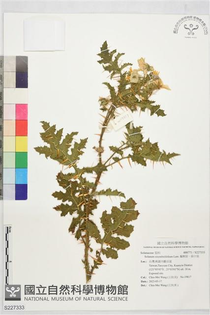 擬刺茄、蒜介茄藏品圖，第1張