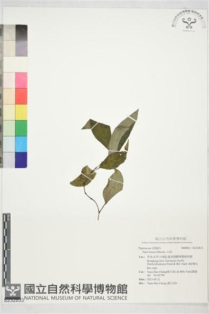 山蒟藏品圖，第1張