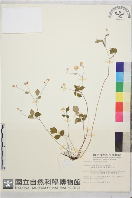 臺灣唐松草、臺灣鐵大烏藏品圖，第1張