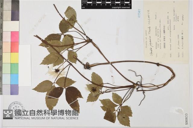 登錄號:S080833藏品圖，第1張