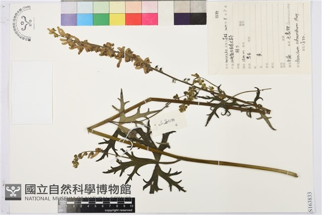 登錄號:S163833藏品圖，第1張