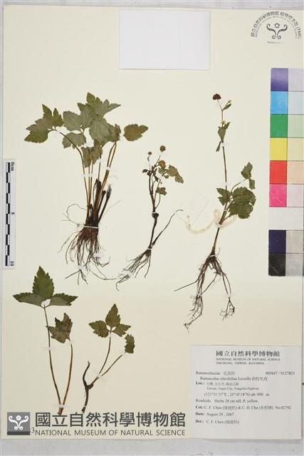 鉤柱毛茛藏品圖，第1張