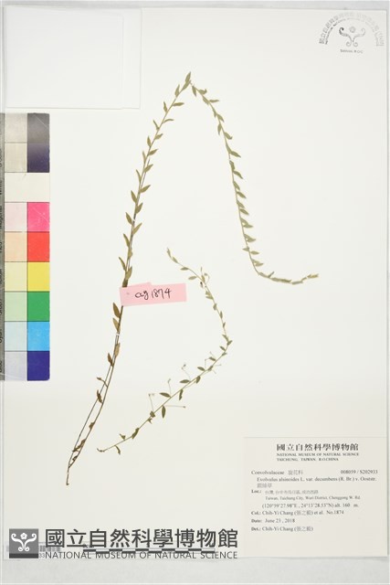 銀絲草藏品圖，第1張
