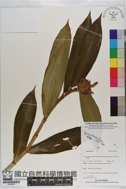 登錄號:S200933藏品圖，第1張