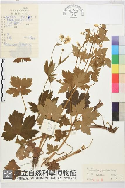 蓬萊毛茛藏品圖，第1張