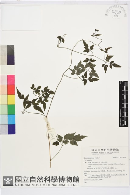 田村氏鐵線蓮藏品圖，第1張