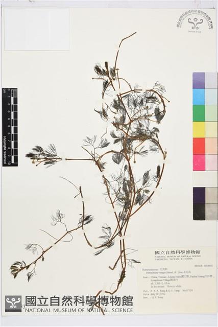 水毛茛藏品圖，第1張