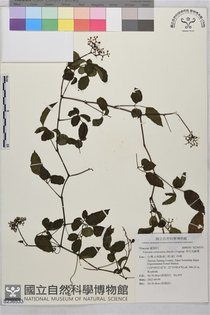 角花烏蘞莓藏品圖，第1張