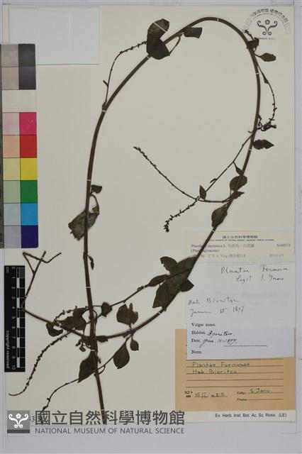 烏面馬、白花藤藏品圖，第1張