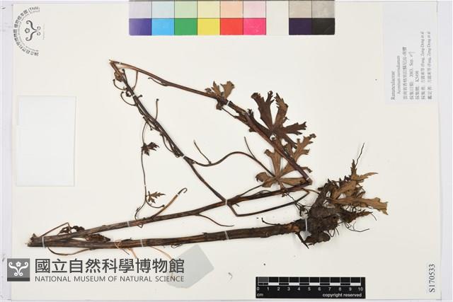 德欽烏頭藏品圖，第1張