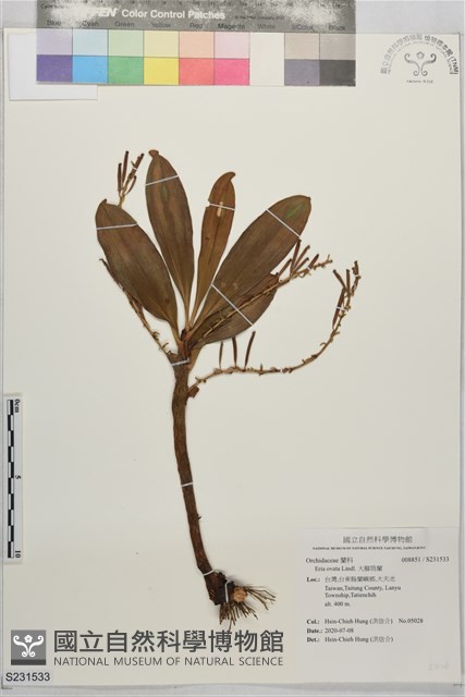 大腳筒蘭藏品圖，第1張