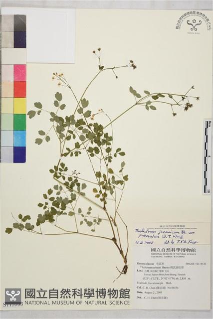 微毛爪哇唐松草藏品圖，第1張