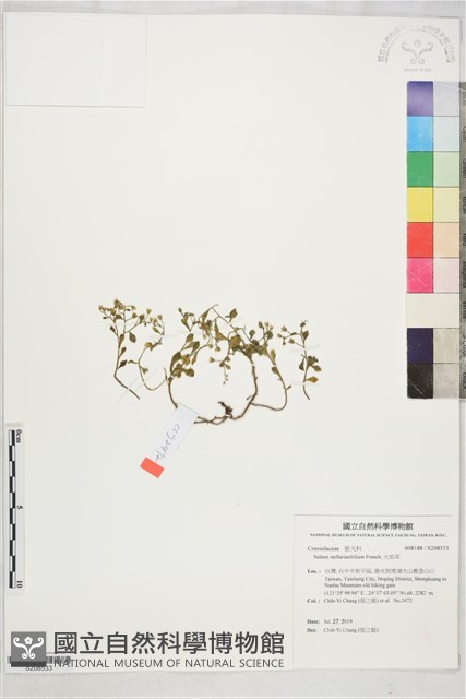 火焰草藏品圖，第1張