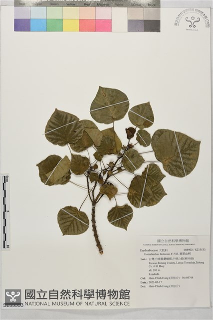 圓葉血桐藏品圖，第1張