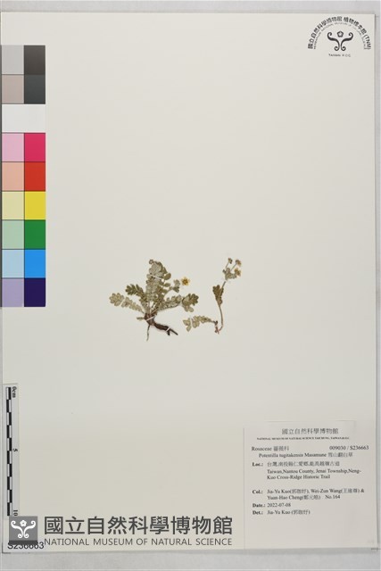 雪山翻白草藏品圖，第1張