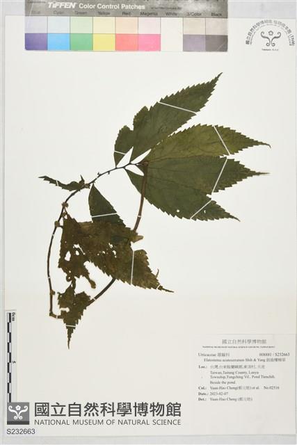 銳齒樓梯草藏品圖，第1張