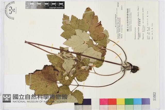 小白頭翁、野棉花藏品圖，第1張