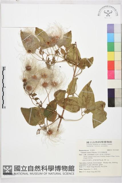 田代氏鐵線蓮藏品圖，第1張