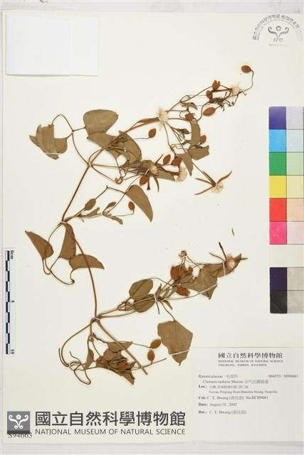 田代氏鐵線蓮藏品圖，第1張