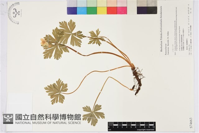 鵝掌草藏品圖，第1張