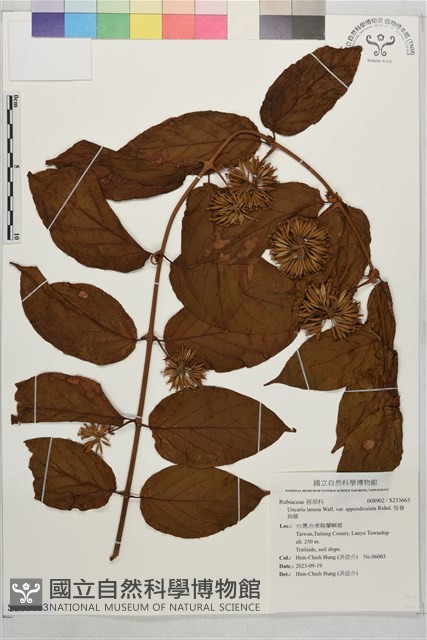 恆春鉤藤藏品圖，第1張