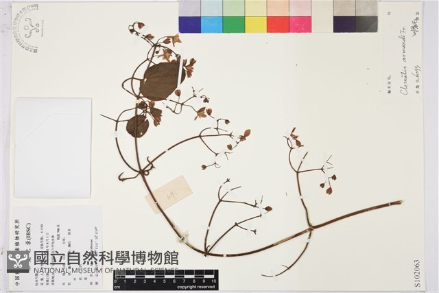 小木通藏品圖，第1張