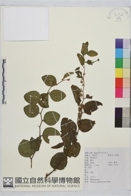 馬甲子藏品圖，第1張