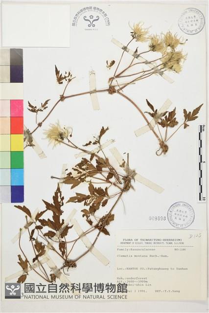 繡球藤藏品圖，第1張