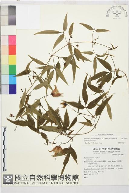 華中鐵線蓮藏品圖，第2張