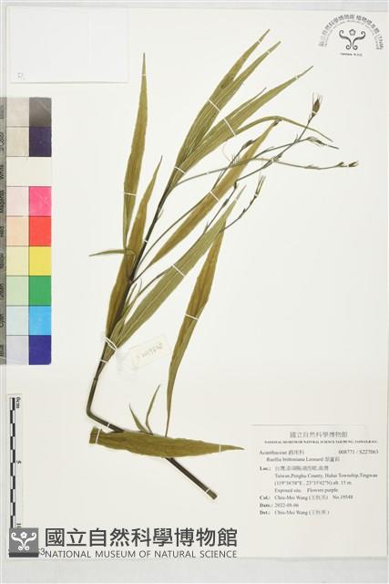 翠蘆莉藏品圖，第1張