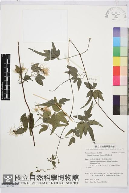 臺灣鐵線蓮藏品圖，第1張