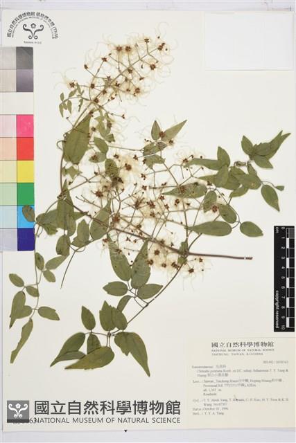 梨山小蓑衣藤藏品圖，第1張