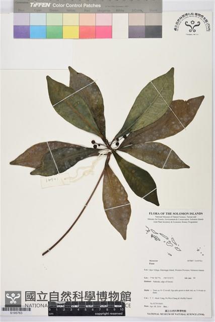 登錄號:S195763藏品圖，第1張