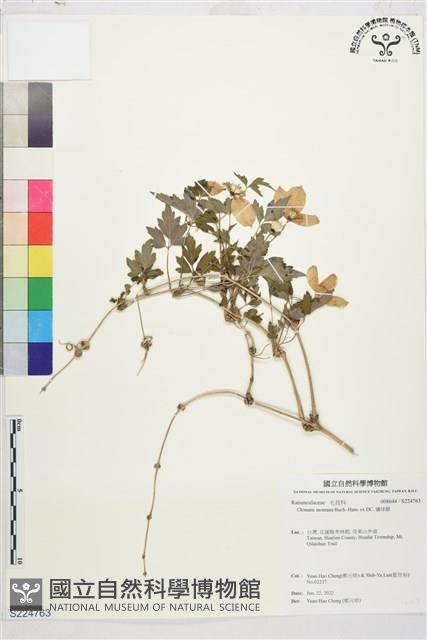 繡球藤藏品圖，第1張