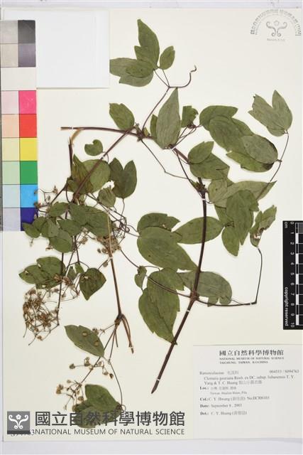 梨山小蓑衣藤藏品圖，第1張