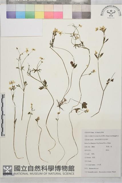 小毛茛藏品圖，第1張