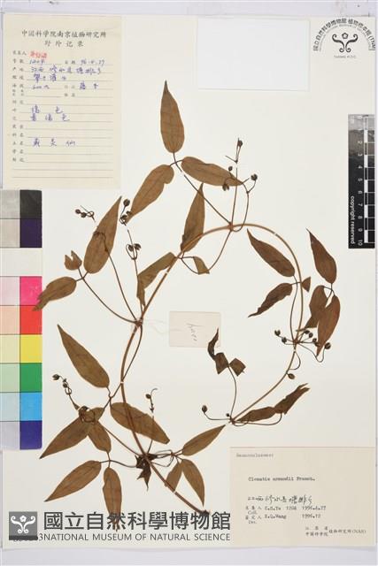 小木通藏品圖，第1張