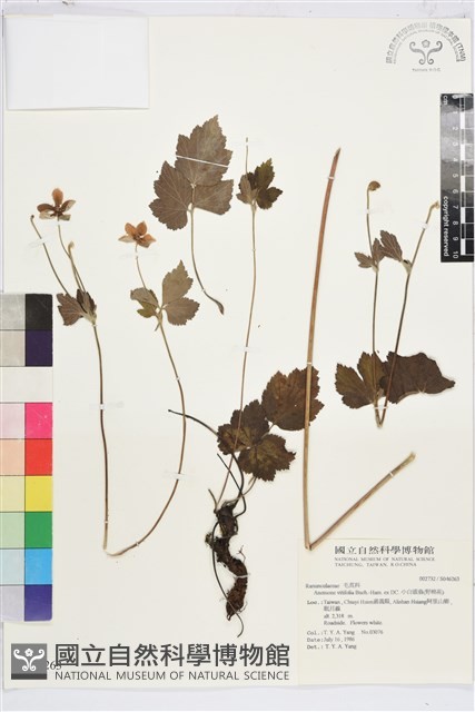 小白頭翁、野棉花藏品圖，第2張