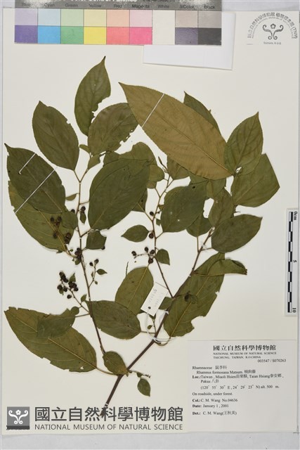 桶鉤藤藏品圖，第1張