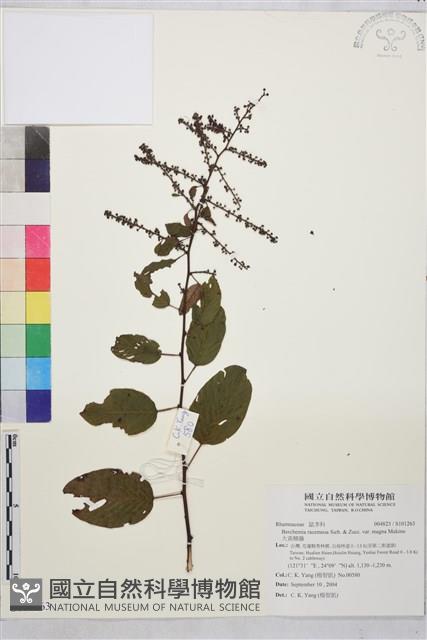 大黃鱔藤藏品圖，第1張