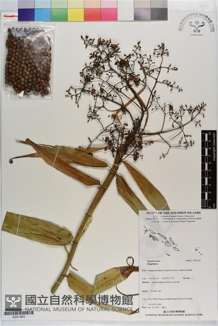 登錄號:S201263藏品圖，第1張