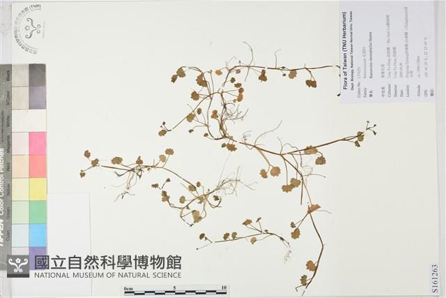 掌葉毛茛藏品圖，第1張