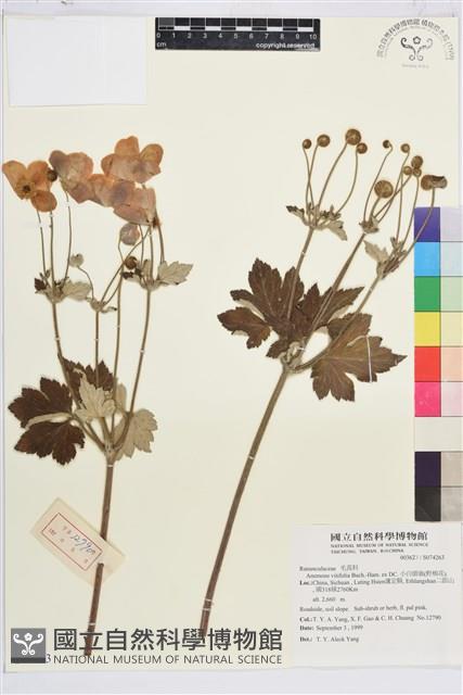 小白頭翁、野棉花藏品圖，第1張