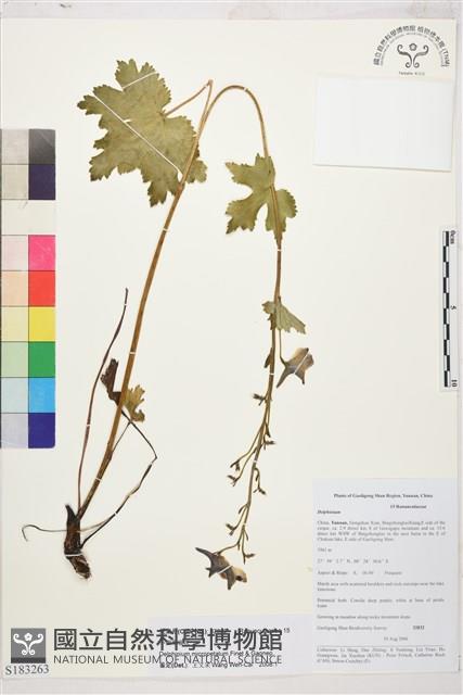 小瓣翠雀花藏品圖，第1張