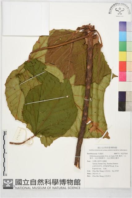 輕木，白塞木，瓜比萊斯輕木，瓜比萊斯白塞木藏品圖，第1張