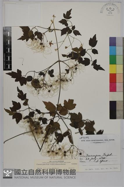 串鼻龍藏品圖，第1張