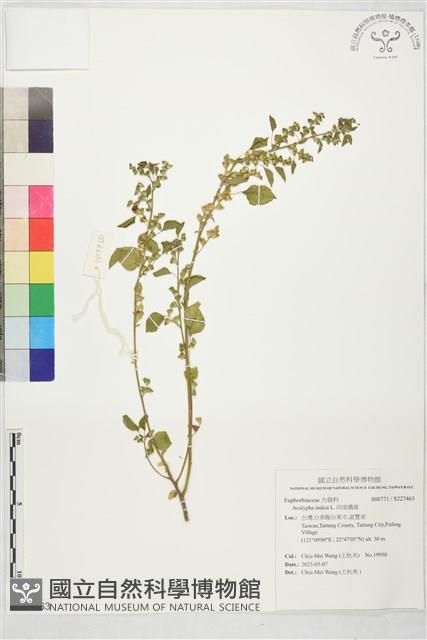 印度鐵莧藏品圖，第1張